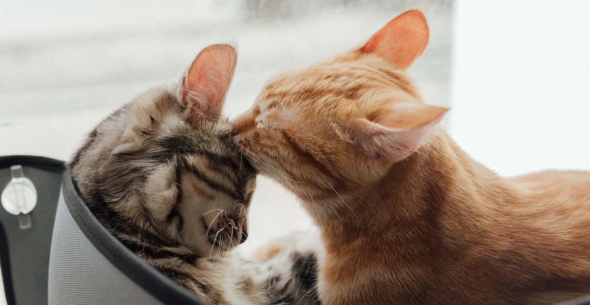 Métaphore des chats pour illustrer la fidélisation client en camping
