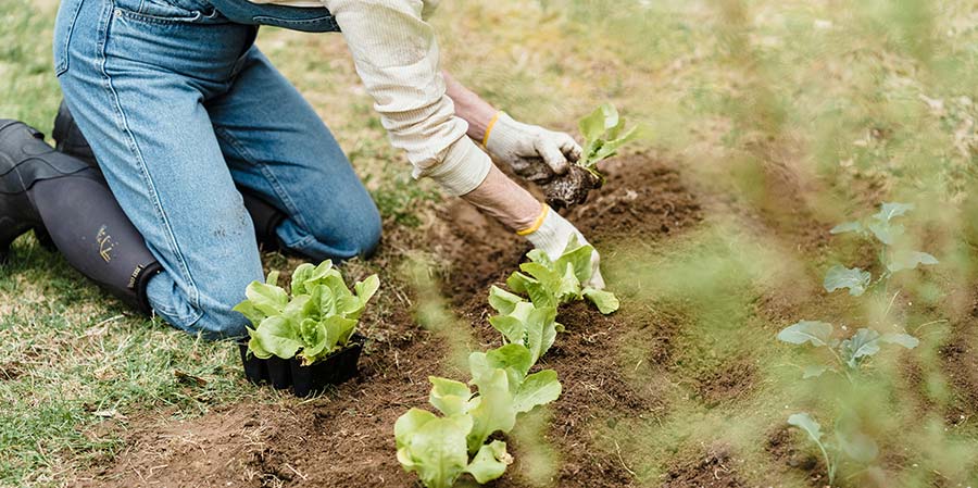 Métaphore du jardinier pour illustrer l'optimisation SEO progressive